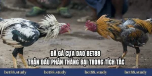 Đá Gà Cựa Dao Bet88 – Trận Đấu Phân Thắng Bại Trong Tích Tắc