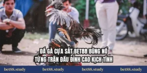 Đá Gà Cựa Sắt Bet88 Bùng Nổ Từng Trận Đấu Đỉnh Cao Kịch Tính